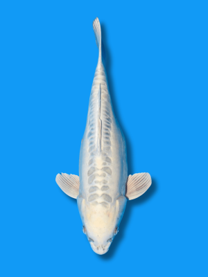 Doitsu Purachina | Koi&Co.